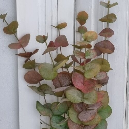 Eucalyptus 3-grenet rosa/oliven farvede – store flotte