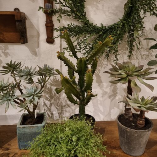 Skønne grønne planter