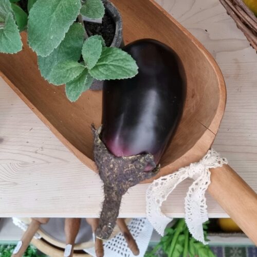 Lækker stor aubergine
