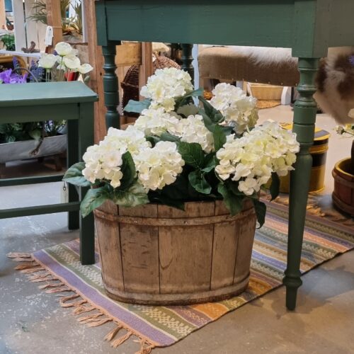 Hortensia hvid 3-grenet i potte – flot og dekorativ