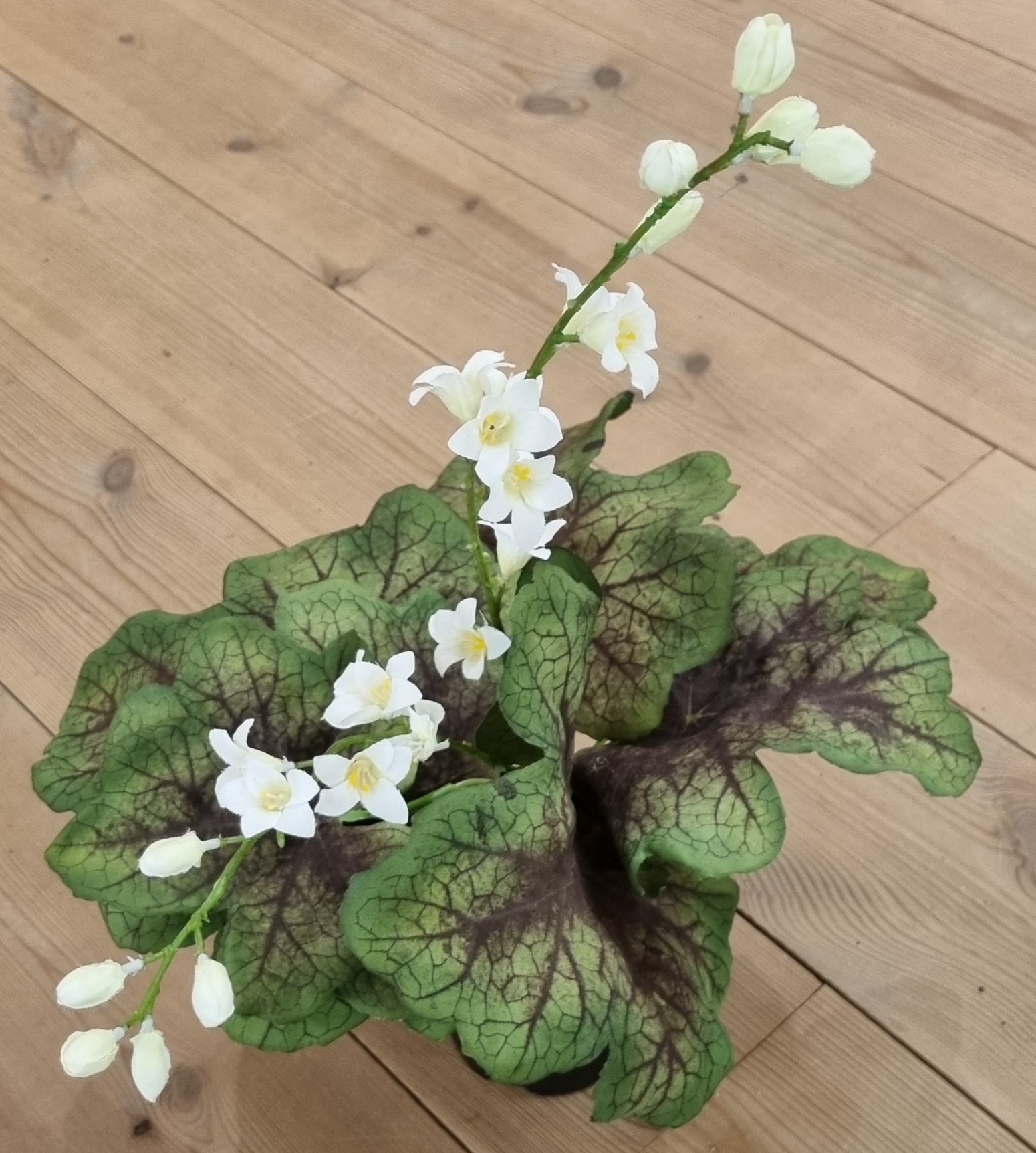 Alunrod med smukke hvide blomster