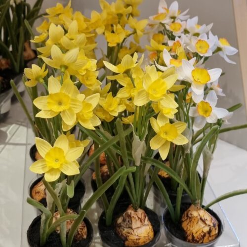 Påskeliljer i potte – minimix plante 22 cm høje