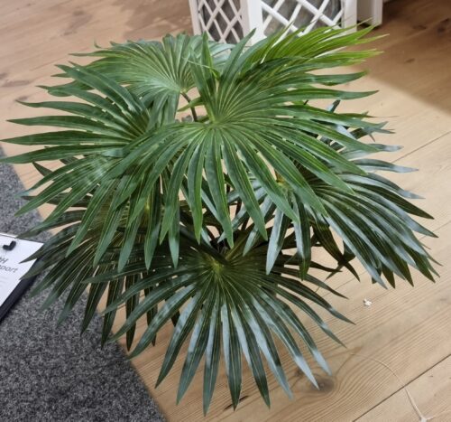 Palme i potte