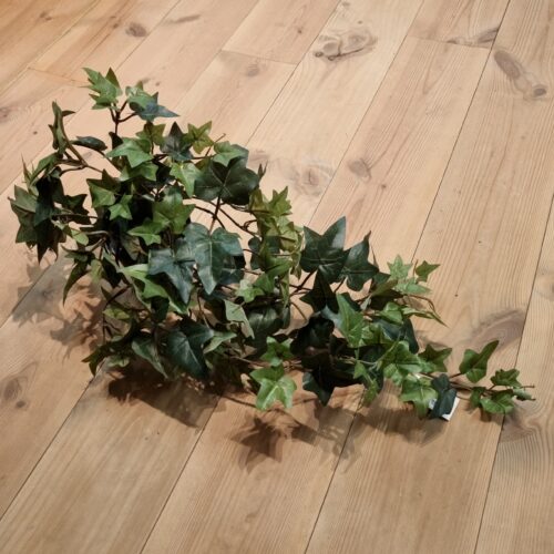 Efeu / Hedera 60 cm hængeplante med flotte blade