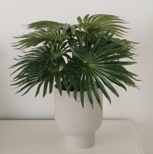 Palme i potte - flot stor