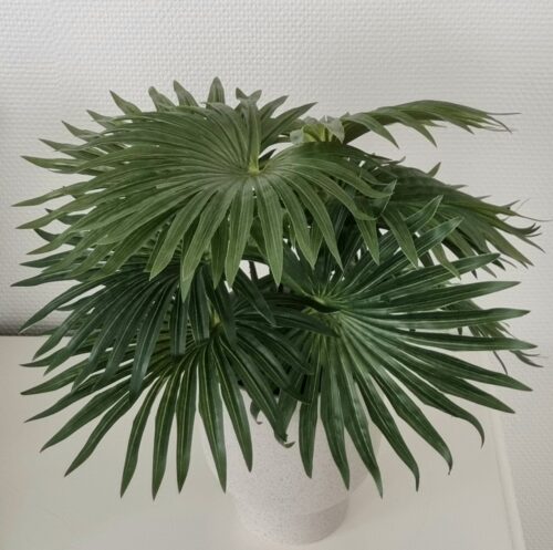 Palme i potte