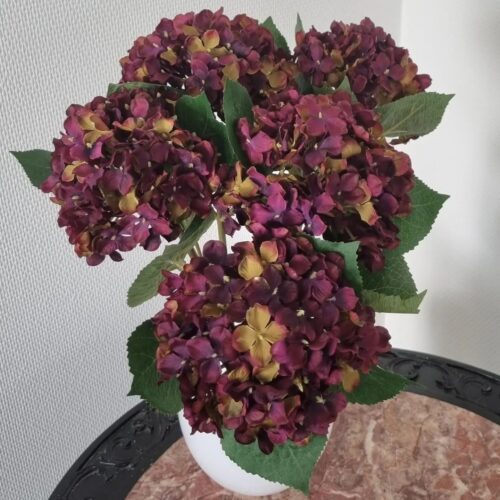 Hortensia vinrød – stort flot blomsterhoved