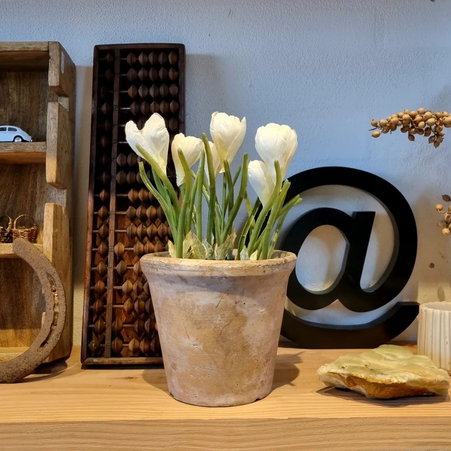 Krokus hvid - den sødeste forårsblomst i potte
