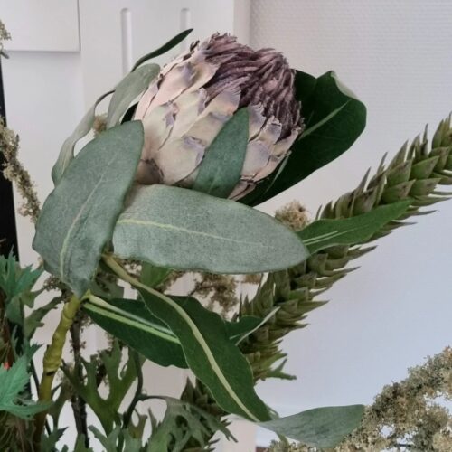 Protea 2-grenet lilla stilk – “Sukkerbørste”