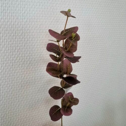 Eucalyptus smuk vinrød farve
