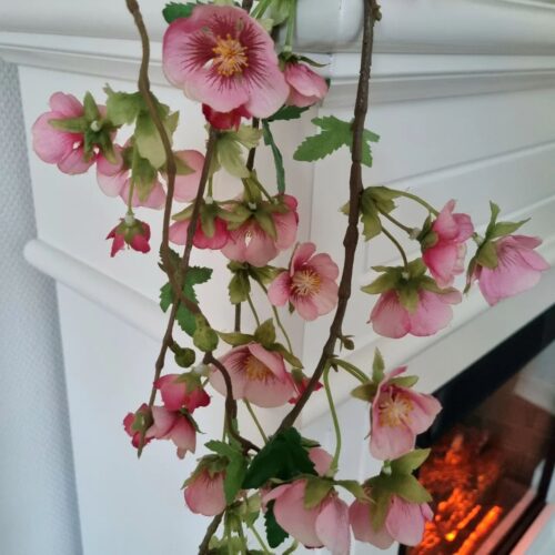 Malva / Katost blomstergren
