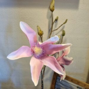 Rosa Magnolie - smuk flergrenet