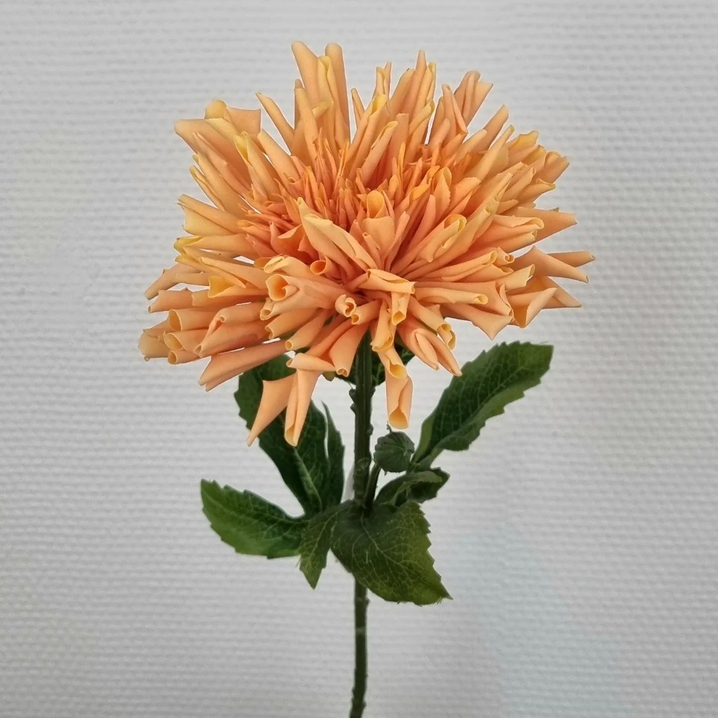 Orange Krysantemum