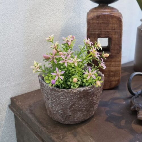 Grøftekants blomst rosa i potte – minimix