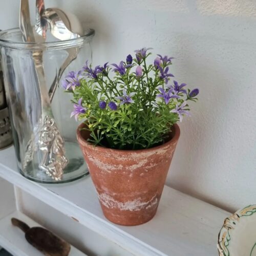 Grøftekants blomst lilla i potte – minimix