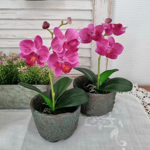 Orkide cerise i potte – minimix