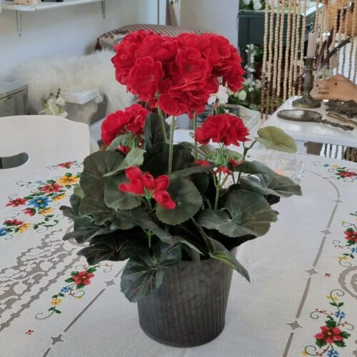 Pelargonie rød i potte – flot flergrenet