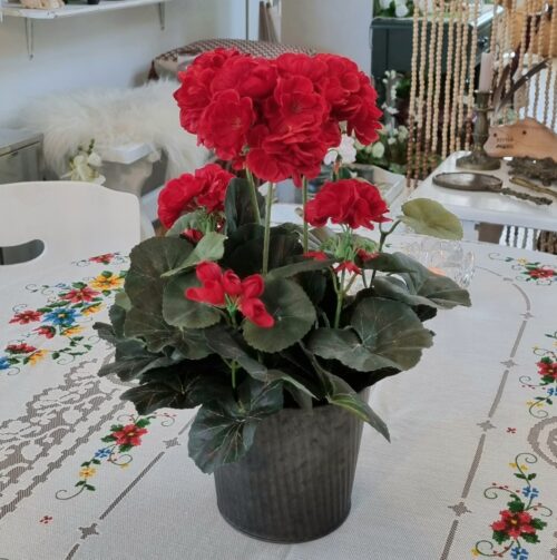 Pelargonie rød i potte - flot flergrenet