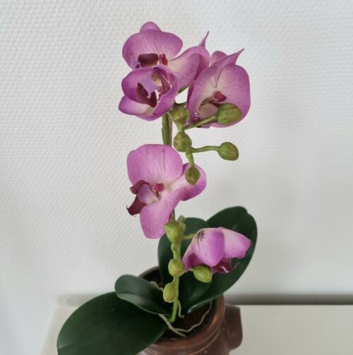 Orkidé lilla 2-grenet med smukke blomster