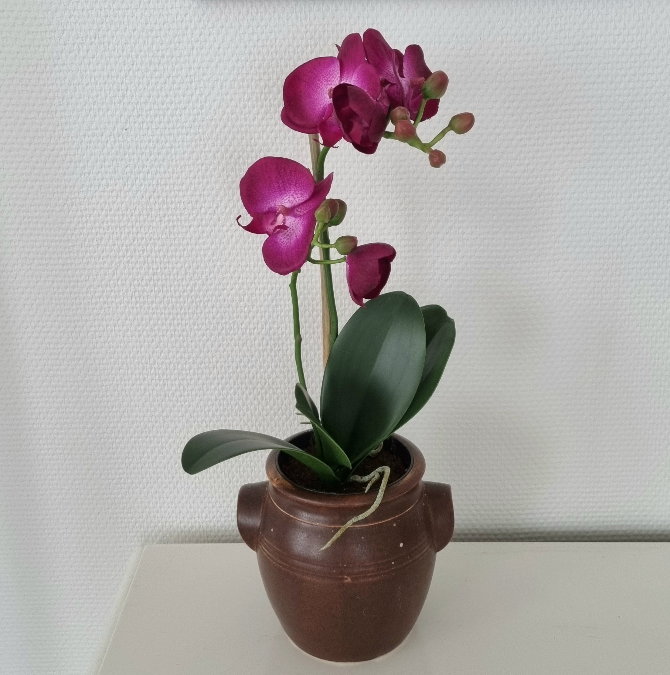 Orkidé cerise 2-grenet med flotte blomster