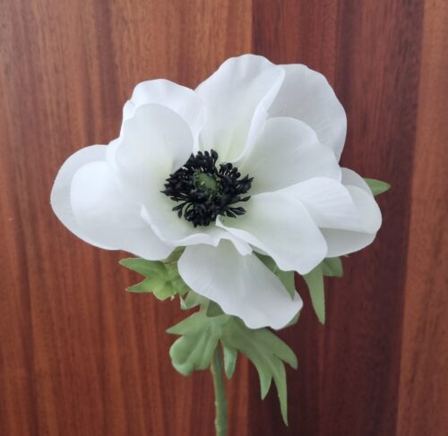 Anemone med stort flot hoved