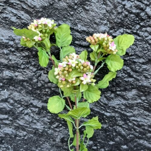 Flot 3-grenet Kalanchoe