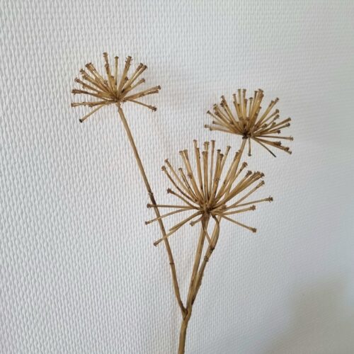 Allium nougat brun 3-grenet stilk – smuk rustik