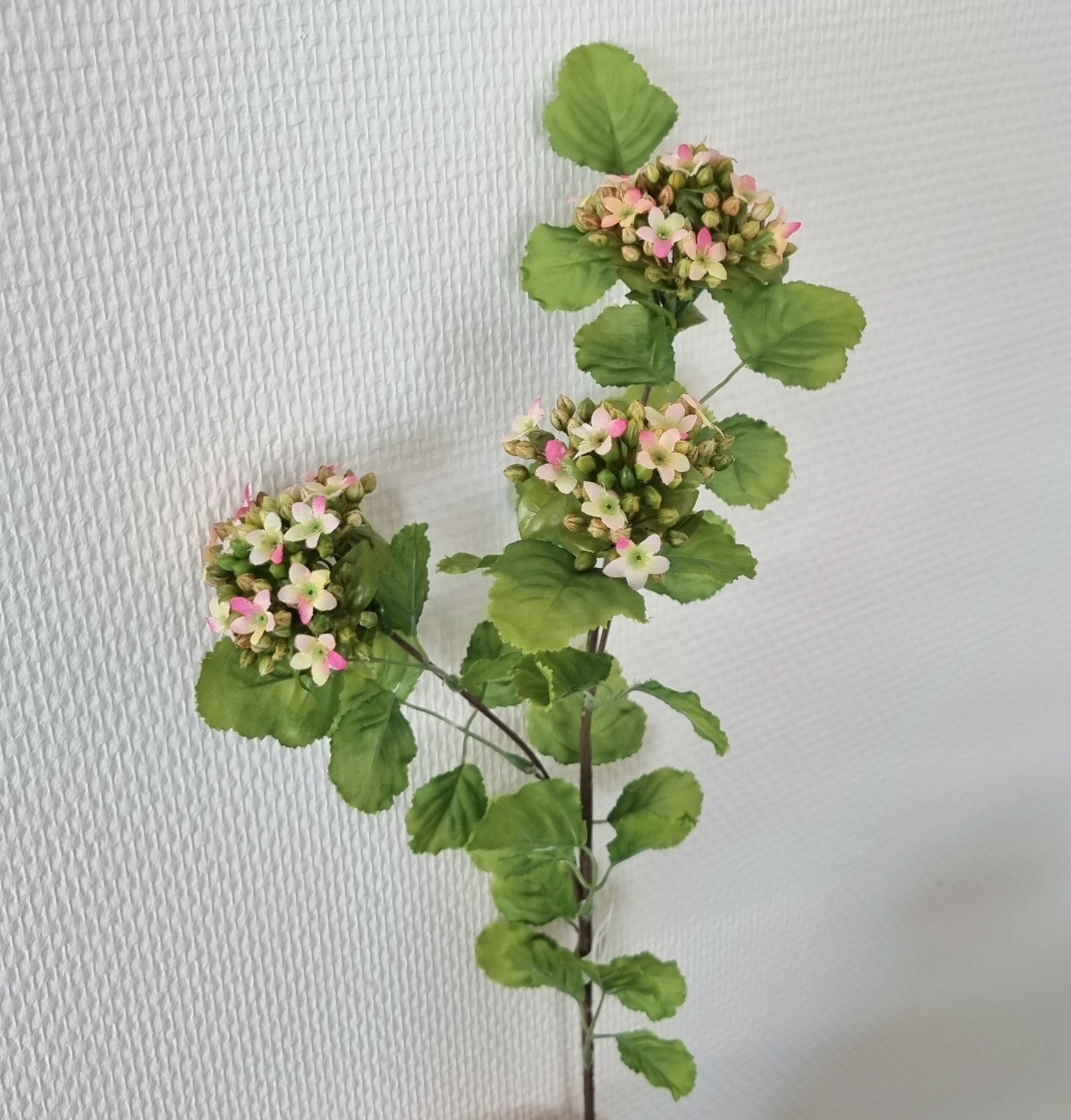 Kalanchoe 3-grenet rosa blomsterstilk