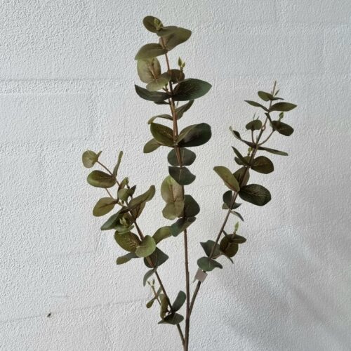 Eucalyptus 3-grenede grønne stilke