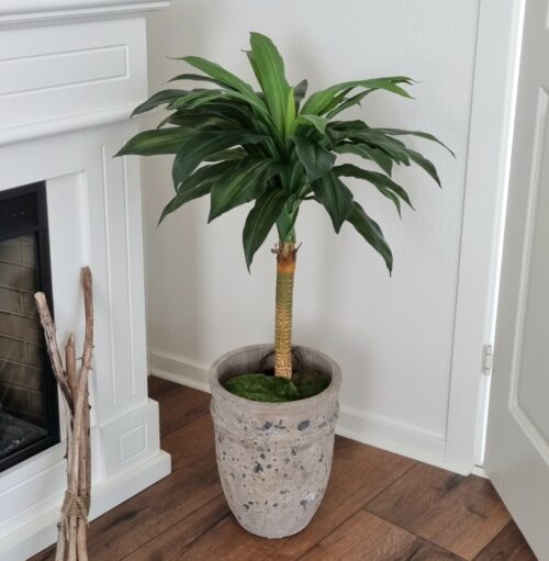 Dracaena med flot og fyldig krone