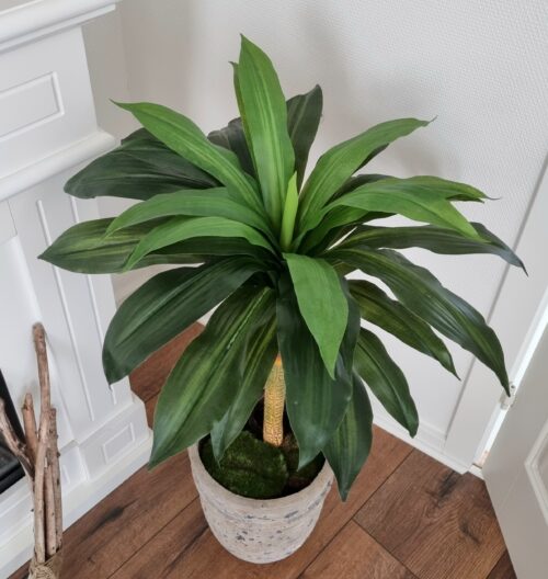 Dracaena med flot og fyldig krone