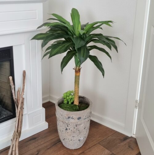 Dracaena med flot fyldig krone med mange fine blade