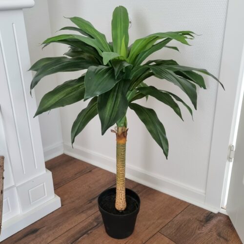 Dracaena med flot fyldig krone