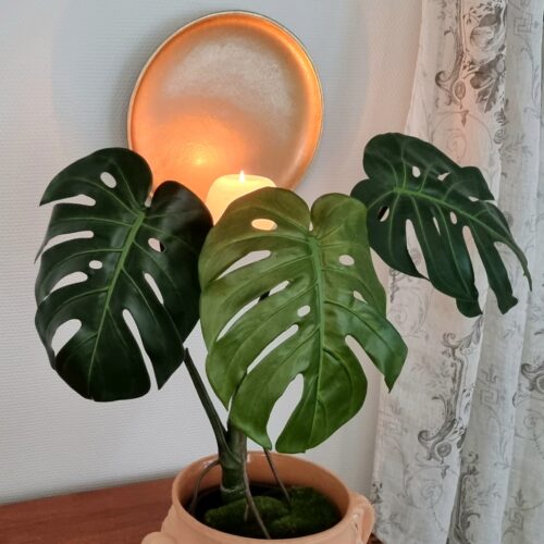 Philodendron Monstera 3-grenet potteplante