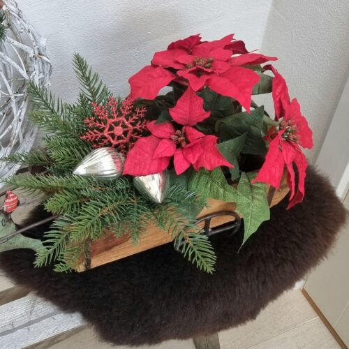 Skøn stor rød julestjerne i potte