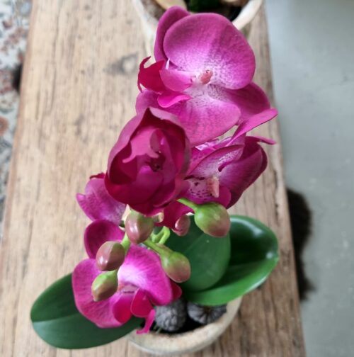 Orkidé cerise 2-grenet