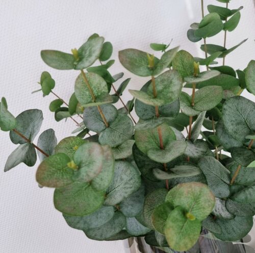 Eucalyptus 3-grenet lys oliven farvede