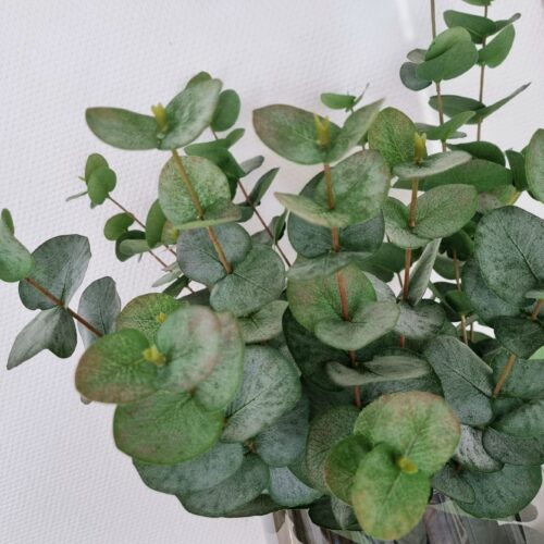 Eucalyptus 3-grenet lys oliven farvede – store flotte