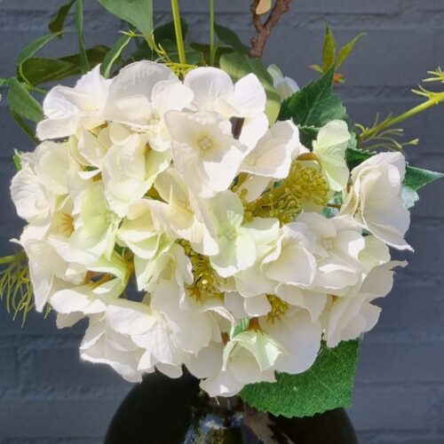 Hortensia hvid – stort flot blomster hoved