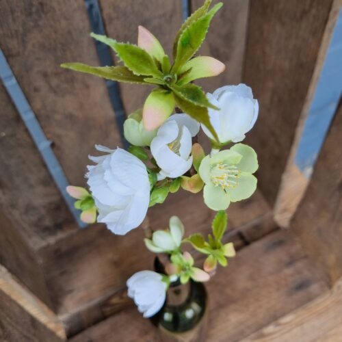 Æblegren med fine hvide blomster