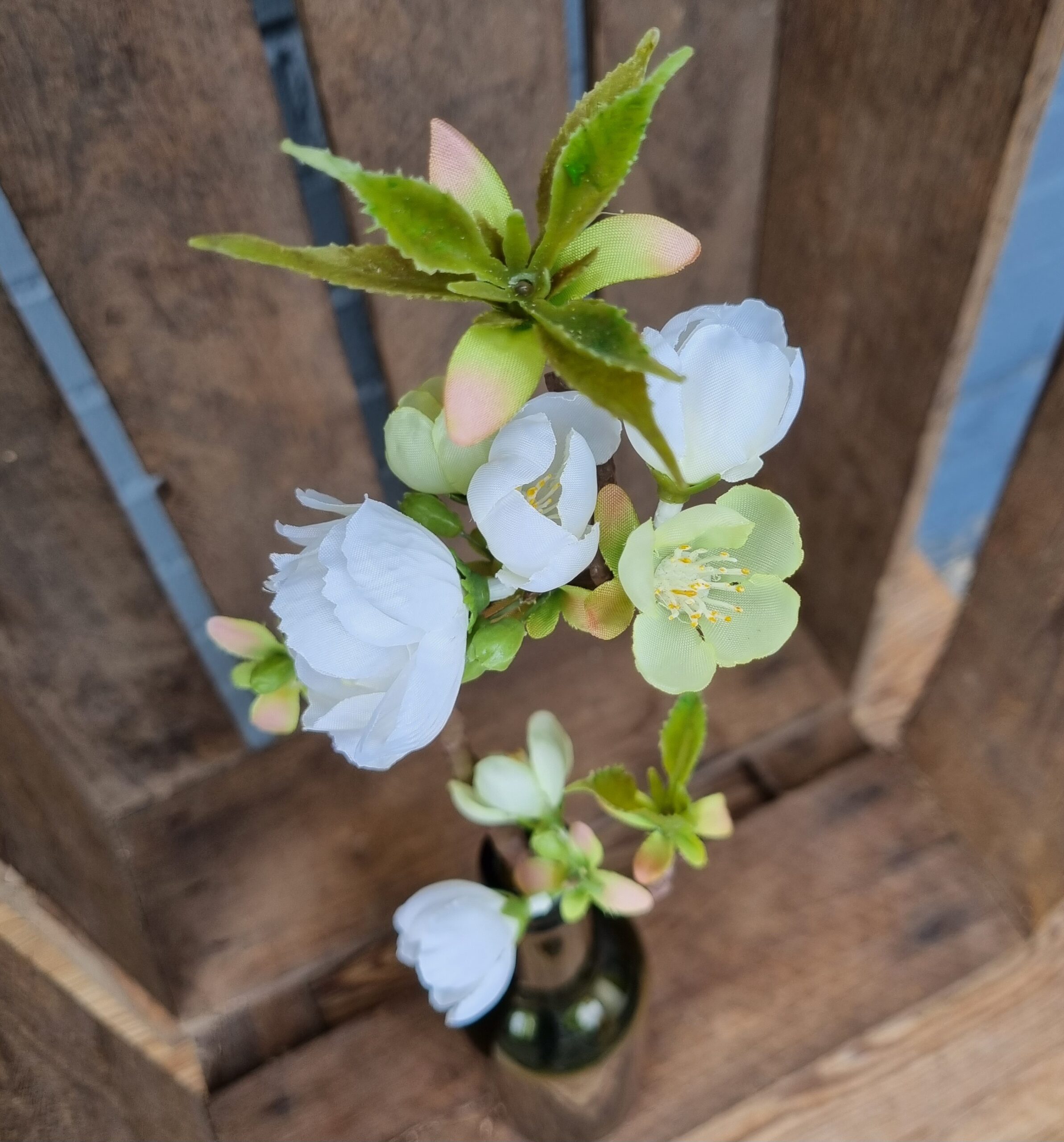 Æblegren med fine hvide blomster