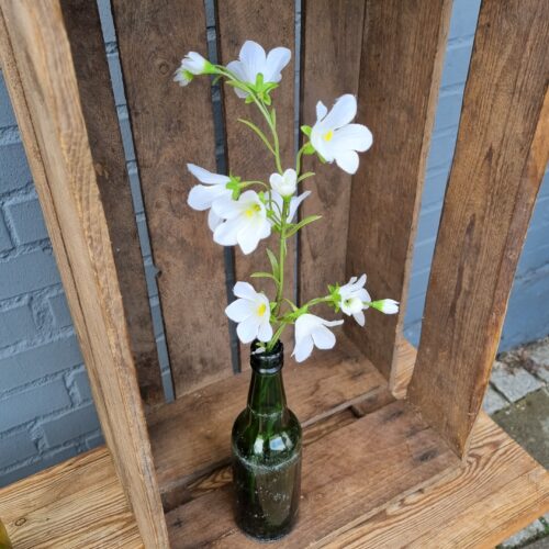 Hvid Klokkeblomst med fine blomster