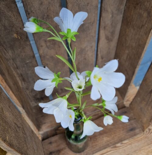 Hvid Klokkeblomst med fine blomster