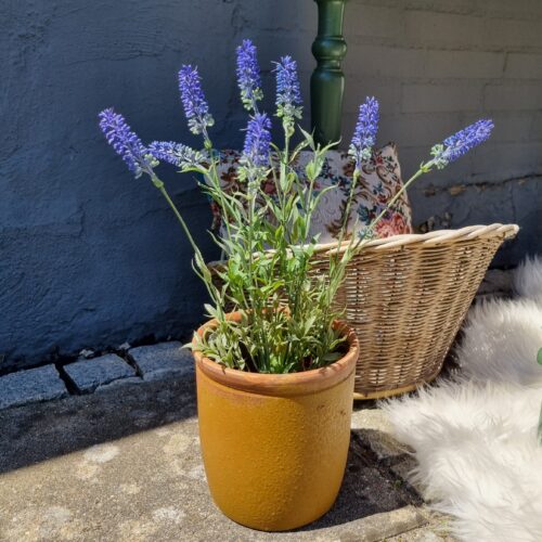 Lavendel smukke blå i potte med flotte blomster