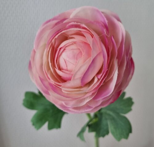 Ranunkel lys rosa