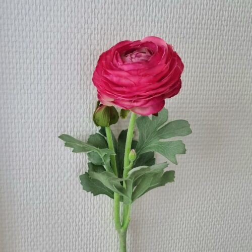 Ranunkel pink – stort fint blomsterhoved