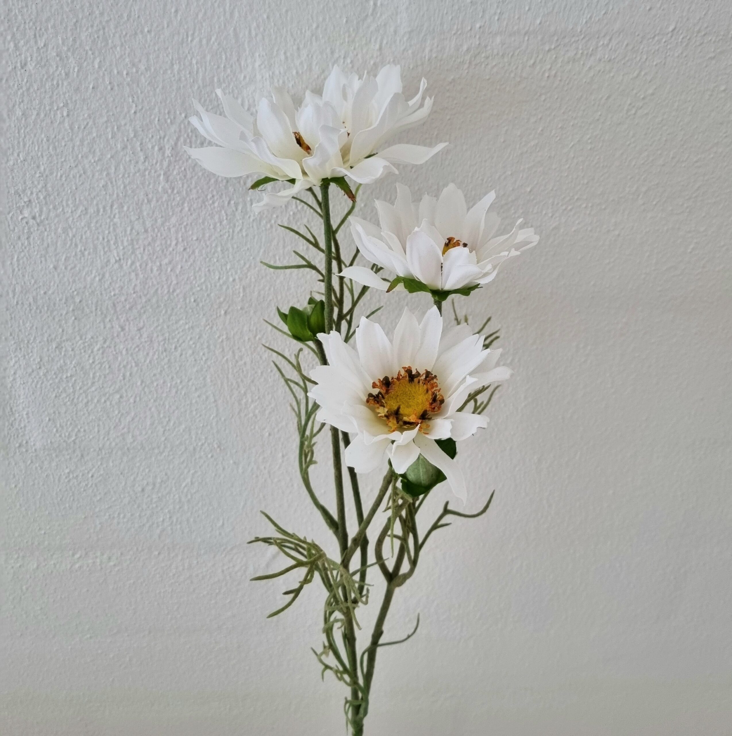 Cosmea med søde hvide blomster