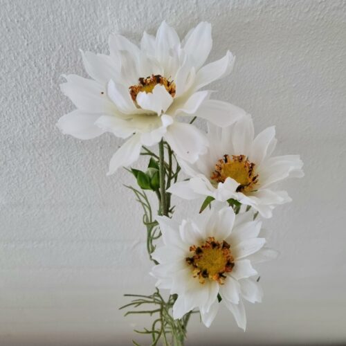 Cosmea med søde hvide blomster