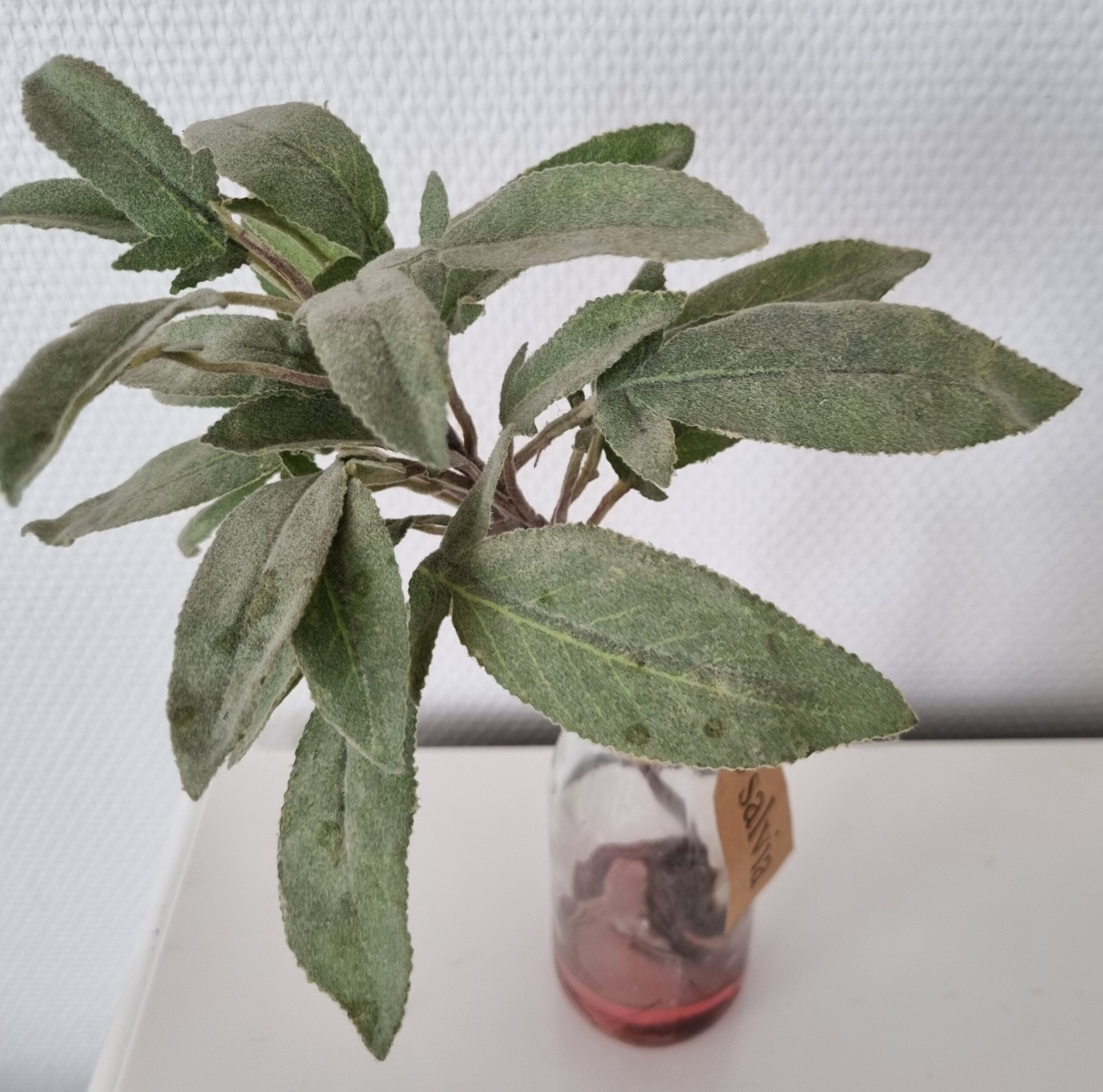 Krydderurt i flaske Salvie, som står i "vand"