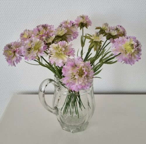 Fin gammel glas kande og smukke Scapiosa